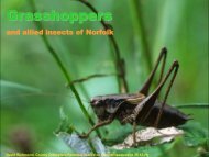 1) Grasshoppers - Norfolk and Norwich Naturalists' Society