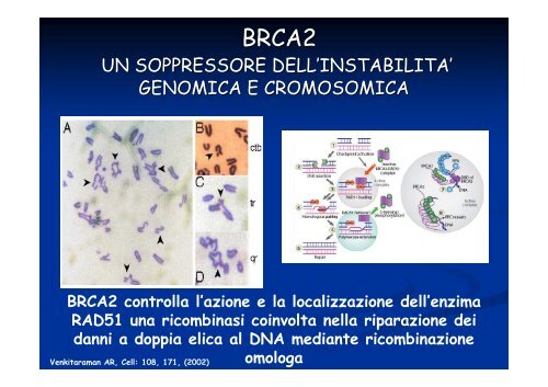 BRCA1