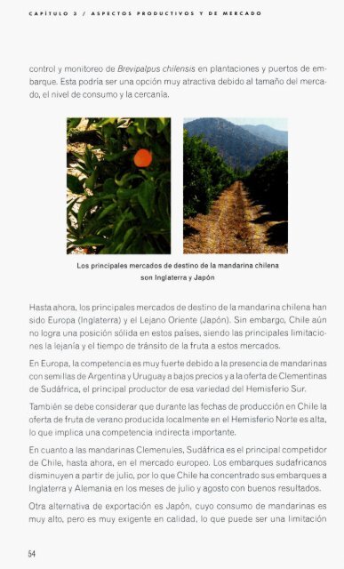 Frutales de hoja persistente en Chile