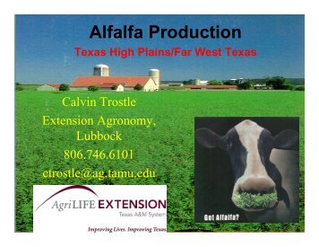 Alfalfa Production - Texas A&M AgriLife Research & Extension ...