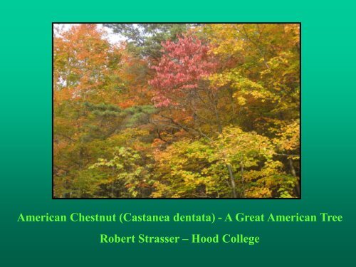 American Chestnut (Castanea dentata) - A Great American Tree ...
