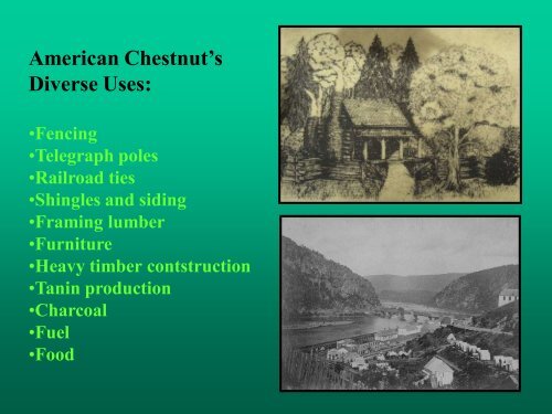 American Chestnut (Castanea dentata) - A Great American Tree ...