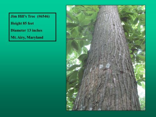 American Chestnut (Castanea dentata) - A Great American Tree ...