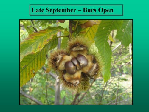 American Chestnut (Castanea dentata) - A Great American Tree ...