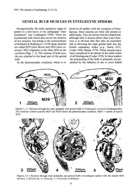 genital bulb muscles in entelegyne spider s - American ...