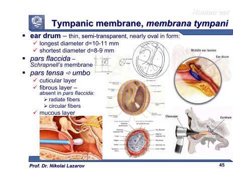 Sense Organs [download]