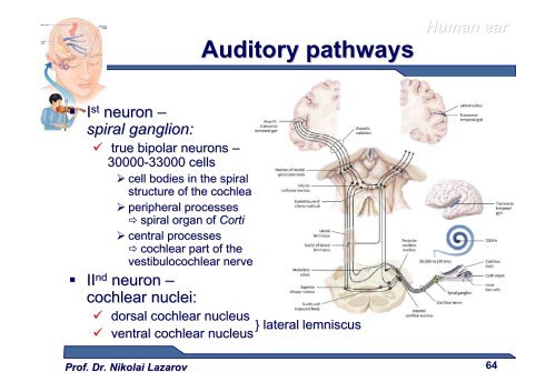 Sense Organs [download]