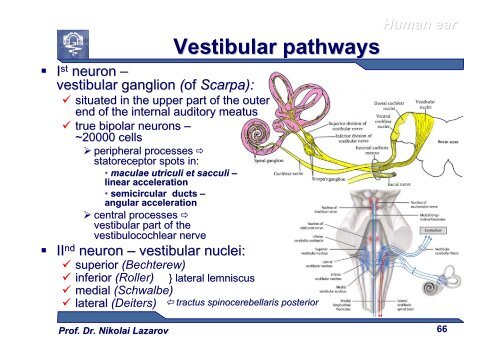 Sense Organs [download]