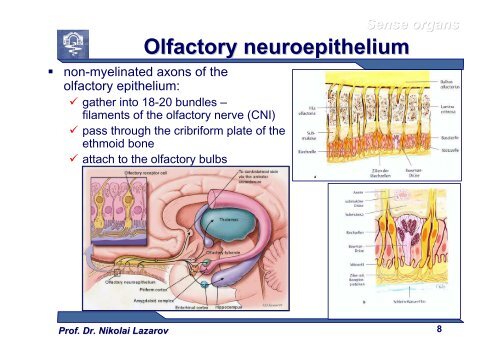 Sense Organs [download]