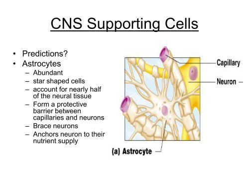 The Nervous System