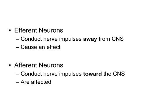 The Nervous System