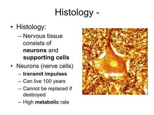 The Nervous System