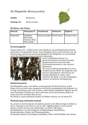 Die Hängebirke (Betula pendula) - Waldwissen.net