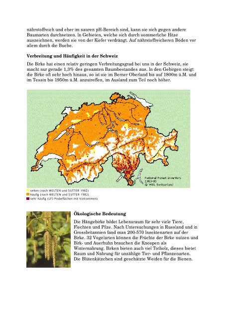 Die Hängebirke (Betula pendula) - Waldwissen.net