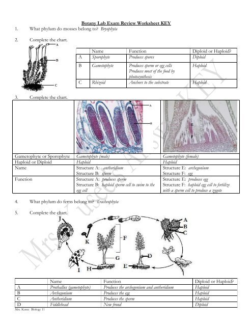 Botany Lab Exam Review Worksheet KEY 1. What phylum do ...