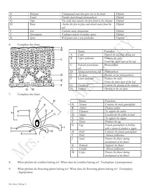 Botany Lab Exam Review Worksheet KEY 1. What phylum do ...