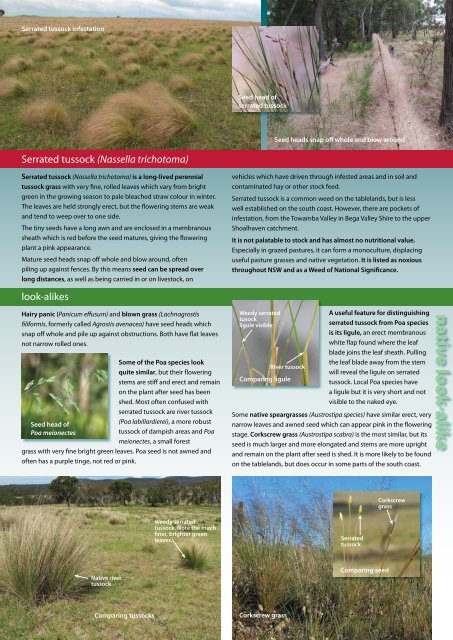 WEEDY GRASSES - Shellharbour City Council