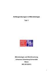 Skript - Mikrobiologie und Weinforschung - Johannes Gutenberg ...