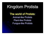 Kingdom Protista Powerpoint - Hamilton Local Schools