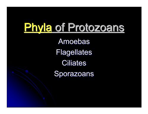 Kingdom Protista Powerpoint - Hamilton Local Schools