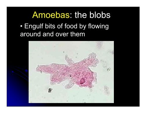 Kingdom Protista Powerpoint - Hamilton Local Schools