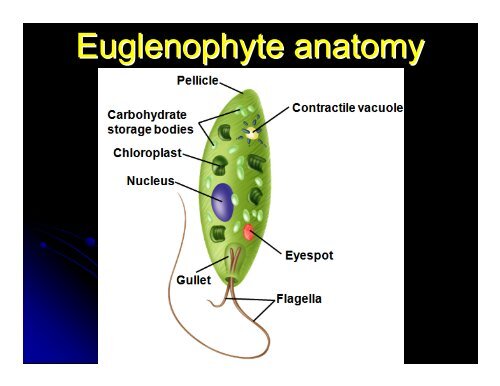 Kingdom Protista Powerpoint - Hamilton Local Schools