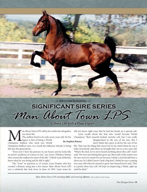 Man About Town LPS - American Morgan Horse Association