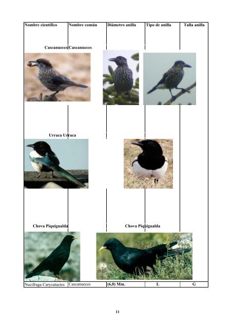 anatomia y morfologia de fauna europea - F.O.R.M.