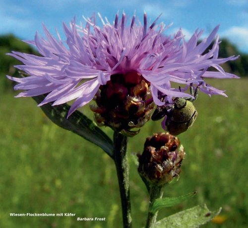 Blumenwiesen-Alb - Verlag Regionalkultur