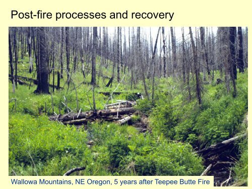 Fire and Fuel Reduction Treatments in Riparian Areas: