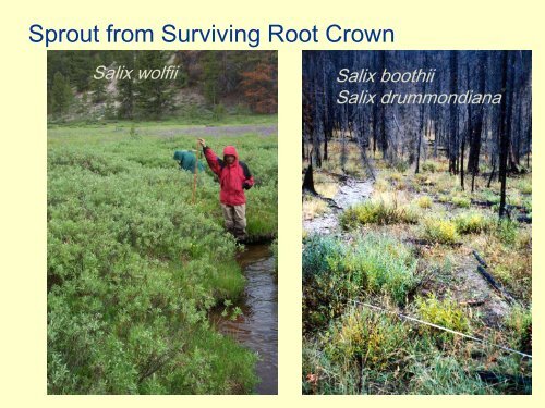 Fire and Fuel Reduction Treatments in Riparian Areas: