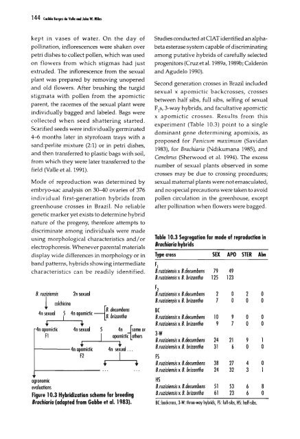 Chapter 5 Genetic Analysis of Apomixis - cimmyt