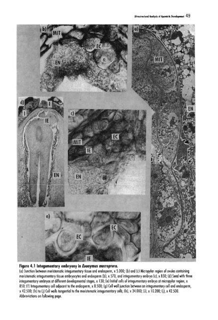 Chapter 5 Genetic Analysis of Apomixis - cimmyt