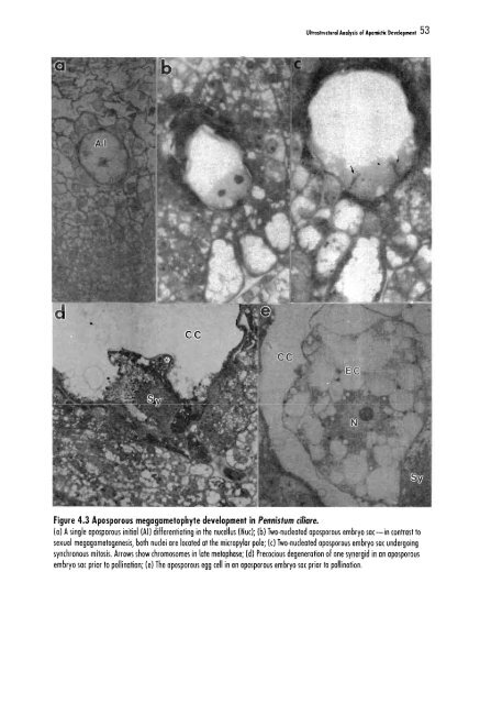 Chapter 5 Genetic Analysis of Apomixis - cimmyt