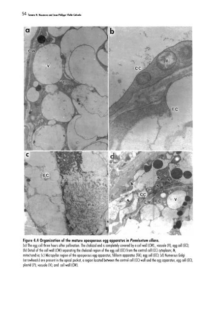 Chapter 5 Genetic Analysis of Apomixis - cimmyt