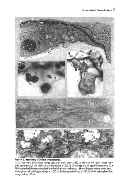 Chapter 5 Genetic Analysis of Apomixis - cimmyt