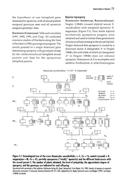 Chapter 5 Genetic Analysis of Apomixis - cimmyt