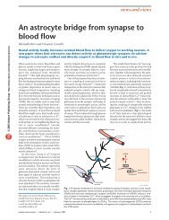 An astrocyte bridge from synapse to blood flow