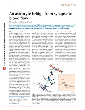 An astrocyte bridge from synapse to blood flow