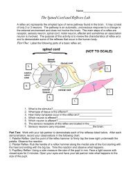 The Spinal Cord and Reflexes Lab