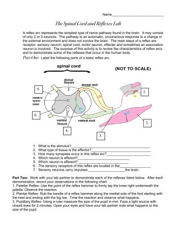 The Spinal Cord and Reflexes Lab