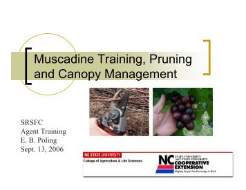 Muscadine Training, Pruning and Canopy Management
