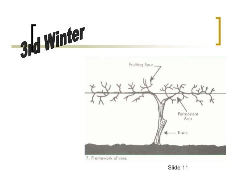 Muscadine Training, Pruning and Canopy Management