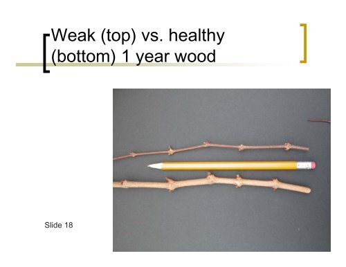 Muscadine Training, Pruning and Canopy Management