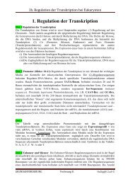 1b. Genetische Regulation.word.pdf