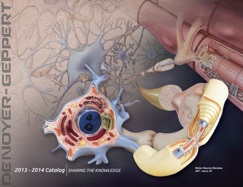 Human Anatomy - Denoyer-Geppert Science Company