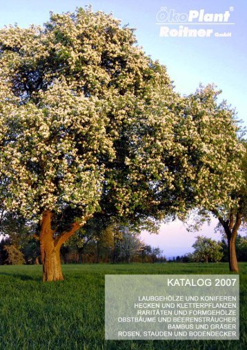 Acer platanoides - bei Ökoplant