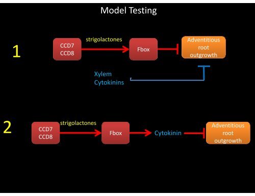 ccd7 - 6th International Symposium on Root Development