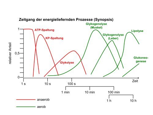 Leistungsphysiologie I, II, III (H. Pagel) - Institut für Physiologie