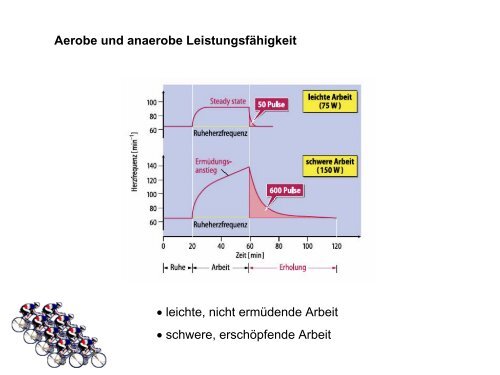 Leistungsphysiologie I, II, III (H. Pagel) - Institut für Physiologie